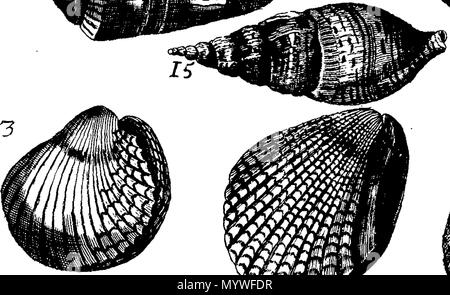 . Inglese: Fleuron dal libro: Aquatilium animalium Amboin?, &c. icones & nomina. Contenenti vicino a 400 figure, engraven su piastre di rame Crustaceous Aquatick e Testaceous animali; come aragoste, aragoste, gamberi e gamberetti, Sea-Urchins, uova, pulsanti, stelle Couries, Concks, Perywinkles, conchiglia, ostriche, muscoli, cardidi, fronzoli, fa le fusa, Capesante con subacquei altri tipi di Mare e Fiume Shell-Fish; tutti trovati circa Amboina, e la vicina Indian Shores, con loro in latino, inglese e olandese e i nomi dei nativi. Da Giacomo Petiver, speziale; F. R. S. Londra. 373 Aquatilium animalium Amboin Fleuro Foto Stock