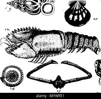 . Inglese: Fleuron dal libro: Aquatilium animalium Amboin?, &c. icones & nomina. Contenenti vicino a 400 figure, engraven su piastre di rame Crustaceous Aquatick e Testaceous animali; come aragoste, aragoste, gamberi e gamberetti, Sea-Urchins, uova, pulsanti, stelle Couries, Concks, Perywinkles, conchiglia, ostriche, muscoli, cardidi, fronzoli, fa le fusa, Capesante con subacquei altri tipi di Mare e Fiume Shell-Fish; tutti trovati circa Amboina, e la vicina Indian Shores, con loro in latino, inglese e olandese e i nomi dei nativi. Da Giacomo Petiver, speziale; F. R. S. Londra. 373 Aquatilium animalium Amboin Fleuro Foto Stock