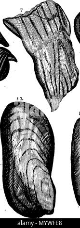 . Inglese: Fleuron dal libro: Aquatilium animalium Amboin?, &c. icones & nomina. Contenenti vicino a 400 figure, engraven su piastre di rame Crustaceous Aquatick e Testaceous animali; come aragoste, aragoste, gamberi e gamberetti, Sea-Urchins, uova, pulsanti, stelle Couries, Concks, Perywinkles, conchiglia, ostriche, muscoli, cardidi, fronzoli, fa le fusa, Capesante con subacquei altri tipi di Mare e Fiume Shell-Fish; tutti trovati circa Amboina, e la vicina Indian Shores, con loro in latino, inglese e olandese e i nomi dei nativi. Da Giacomo Petiver, speziale; F. R. S. Londra. 373 Aquatilium animalium Amboin Fleuro Foto Stock