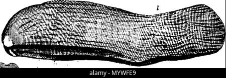 . Inglese: Fleuron dal libro: Aquatilium animalium Amboin?, &c. icones & nomina. Contenenti vicino a 400 figure, engraven su piastre di rame Crustaceous Aquatick e Testaceous animali; come aragoste, aragoste, gamberi e gamberetti, Sea-Urchins, uova, pulsanti, stelle Couries, Concks, Perywinkles, conchiglia, ostriche, muscoli, cardidi, fronzoli, fa le fusa, Capesante con subacquei altri tipi di Mare e Fiume Shell-Fish; tutti trovati circa Amboina, e la vicina Indian Shores, con loro in latino, inglese e olandese e i nomi dei nativi. Da Giacomo Petiver, speziale; F. R. S. Londra. 373 Aquatilium animalium Amboin Fleuro Foto Stock