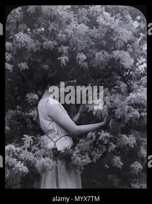 . Graticcio Cootamundra . 1921 1 Archibald James Campbell - Cootamundra bargiglio - Google Art Project Foto Stock