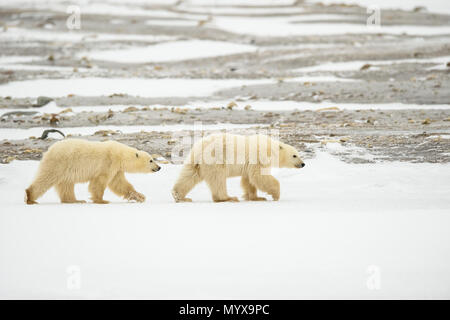 Orso polare (Ursus maritimus) madre e due cuccioli dell'anno (COY), Wapusk National Park, Cape Churchill, Manitoba, Canada Foto Stock