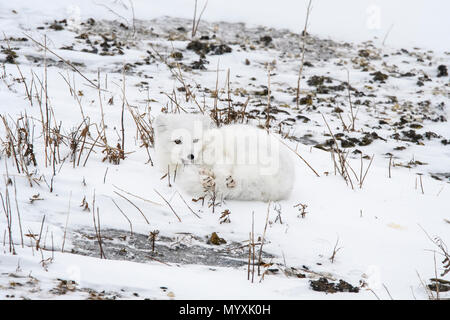 Arctic Fox (Vulpes vulpes lagopus) appoggiato sulla Baia di Hudson spiaggia costiera, Wapusk National Park, Cape Churchill, Manitoba, Canada Foto Stock