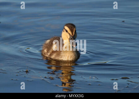 Un anatroccolo mallard Anas platyrhynchos nuoto su un lago blu in primavera Foto Stock