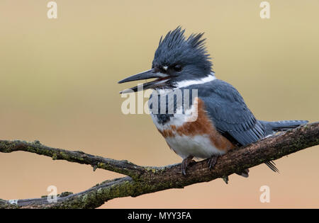 Belted Kingfisher ritratto Foto Stock