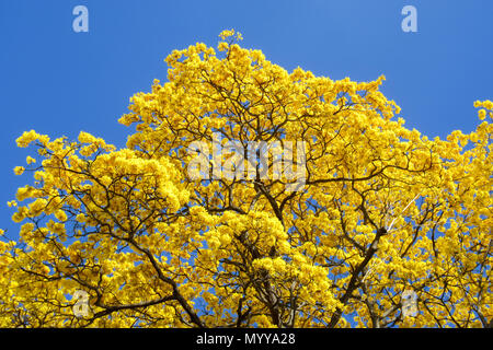 Un sorprendente contrasto delle sfumature della natura: Un maestoso albero giallo si erge alto contro il cielo azzurro Foto Stock