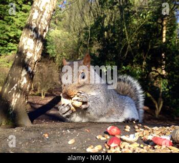 Come le basse temperature continuare gli scoiattoli al Golden Acre Park, vicino a Leeds, Yorkshire erano desiderosi di scorta di arachidi. Adottate il 3 febbraio 2015 a Leeds, Yorkshire. Foto Stock