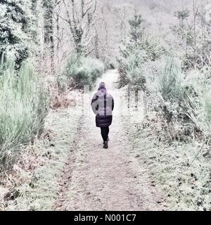 Regno Unito: Meteo bosco surgelati a Dunsford, Devon Foto Stock