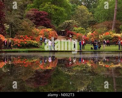 New Forest National Park, Southampton, Hampshire, Regno Unito. 15 Maggio, 2015. I visitatori potranno gustarsi la colorata di rododendri e azalee in piena fioritura a Exbury Gardens. Credito: Carolyn Jenkins/StockimoNews/Alamy Live News Foto Stock