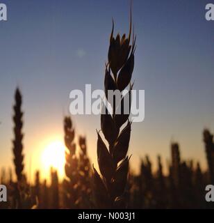 Regno Unito Meteo 8 luglio 2015. Bella la sera tardi sunshine su campi di grano a Adlington vicino a Chorley in Lancashire. Dopo un giorno di mutevoli condizioni meteorologiche. Foto Stock