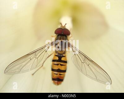 Regno Unito - previsioni del tempo - la presenza di insetti nel West Yorkshire. Una giornata di sole a Leeds, West Yorkshire sedotto gli insetti fuori. Questo hoverfly era occupato impollinare i fiori. Preso il 16 luglio 2015 a Leeds. Foto Stock