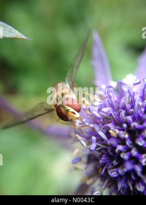 Nel Regno Unito gli insetti meteo a Leeds, Yorkshire- la soleggiata incantesimi sedotto gli insetti fuori per impollinare i fiori al Golden Acre park vicino a Leeds, West Yorkshire. Questo hoverfly era mare impollinatori holly. Foto Stock