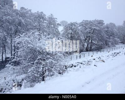 Barnard Castle, nella contea di Durham, Regno Unito. 12 Dic, 2015. Meteo: una pesante caduta di neve aggiunge alla bellezza degli alberi in un biglietto di auguri di Natale tipo scena dalla strada attraverso Holwick in Teesdale superiore nel nord Pennine hills dodicesimo dicembre 2015 County Durham Regno Unito Credito: Glenys Nicholson/StockimoNews/Alamy Live News Foto Stock