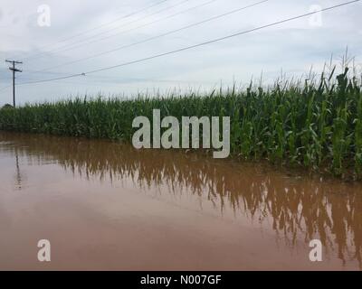 OK-19, Maysville, Oklahoma, Stati Uniti d'America. 12 Giugno, 2016. Questo cornfield solo sul bordo della città è allagata. Credito: Jazz Vescovo/StockimoNews/Alamy Live News Foto Stock