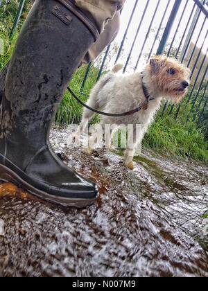 Norwood Grove Park, Regno Unito. Il 23 giugno, 2016. Cane e stivali di proprietario in piedi in veloce che scorre acqua di pioggia in London street da gate a park 23/06/16 Credito: Anton chevron / StockimoNews/Alamy Live News Foto Stock