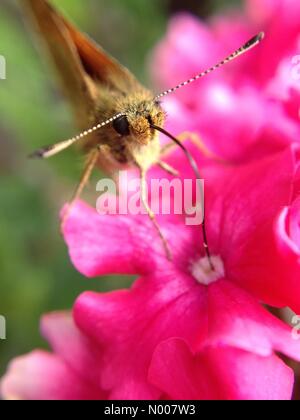 Regno Unito meteo, Fauna selvatica in Leeds, West Yorkshire. Un bel pomeriggio di sole ha visto un sacco di insetti fuori e circa al Golden Acre Park, Leeds. Questa farfalla è stato occupato impollinare i fiori. Adottate il 5 luglio 2016. Foto Stock