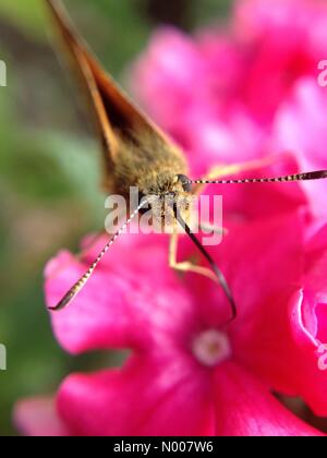 Regno Unito meteo, Fauna selvatica in Leeds, West Yorkshire. Un bel pomeriggio di sole ha visto un sacco di insetti fuori e circa al Golden Acre Park, Leeds. Questa farfalla è stato occupato impollinare i fiori. Adottate il 5 luglio 2016. Foto Stock