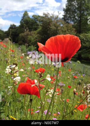 Regno Unito meteo, Fauna selvatica in Leeds, West Yorkshire. Un bel pomeriggio di sole al Golden Acre Park, Leeds realizzati i fiori sguardo risplende. Adottate il 5 luglio 2016. Foto Stock