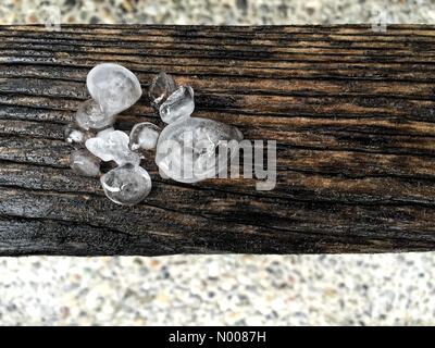 Cheltenham Rd NW, Calgary, Alberta, Canada. 06 Ago, 2016. Calgary, Canada. Il 6 agosto, 2016. Insolitamente a forma di pellet di ghiaccio sono in calo insieme con la pioggia nella città. Le piogge sono previsioni meteo per continuare ad Alberta nonostante il record di precipitazioni in luglio. Credito: Gudrun Schulze Ebbinghoff/StockimoNews/Alamy Live News Foto Stock