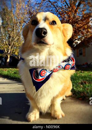 Minnesota, Stati Uniti d'America. 3 Novembre, 2016.Un simpatico cane corgi indossando un Chicago Cubs bowtie la mattina dopo il Cubs ha vinto la World Series. Credito: Gina Easley / StockimoNews/Alamy Live News Foto Stock