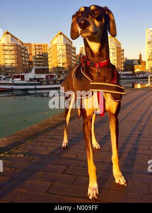 Goodhart Pl, Londra, Regno Unito. 29 Nov, 2016. Un cane saluki guardando una spettacolare, bassa autunno tramonto in Limehouse, Londra, Regno Unito. (Meteo, UK) Credito: Glenn Sontag/StockimoNews/Alamy Live News Foto Stock