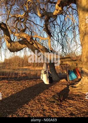 Tarrytown, New York, Stati Uniti d'America. 01 gen 2017. Pleasantville NY 1 Gennaio 2017 - USA Meteo. Su un unseasonably warm il giorno di Capodanno gli escursionisti appendere le loro tuniche su un albero. Alamy Live News/ Marianne A. Campolongo © Marianne A. Campolongo/StockimoNews/Alamy Live News Foto Stock