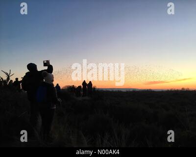 Studland, Dorset, Regno Unito. Il 22 gennaio, 2017. Guardare la gente starling murmuration a Studland, Dorset, Gennaio 2017. Questo anno ha portato uno dei più grandi branchi di starling, creando un incredibile display ogni sera al tramonto. Credito: Székely Immagini / StockimoNews/Alamy Live News Foto Stock