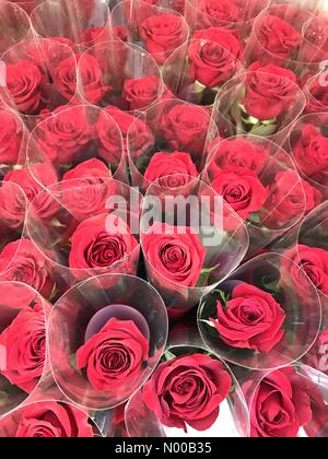 George St, Sydney NSW, Australia. Xiii Febbraio, 2017. Rose rosse in vendita prima del giorno di San Valentino. Credito: Richard Milnes/StockimoNews/Alamy Live News Foto Stock