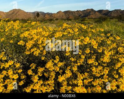 Marzo 18, 2017 Un super sbocciano i fiori di campo dopo piogge invernali a Joshua Tree National Park nel Sud della California, USA Credito: Lisa Werner Stockimo/news/Alamy Live News Foto Stock