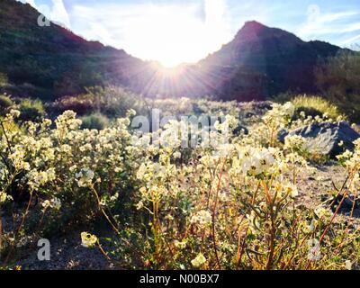 Marzo 18, 2017 Un super sbocciano i fiori di campo all'alba dopo piogge invernali a Joshua Tree National Park nel Sud della California, USA Credito: Lisa Werner/Stockimo/Alamy Live News Foto Stock