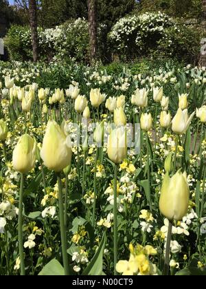 St Wilfreds Arundel Priory, London Rd, Arundel, UK. Xvi Apr, 2017. Primavera fiorisce al sole nel giardino bianco a Arundel Castle Credito: Julia Claxton/StockimoNews/Alamy Live News Foto Stock