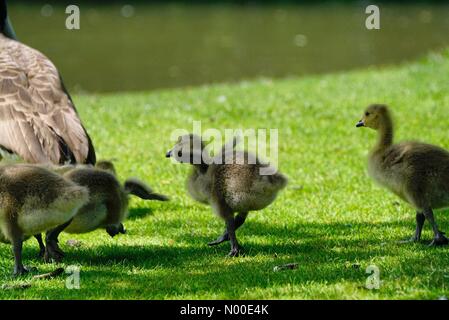 Godalming, Regno Unito. 22 Maggio, 2017. Regno Unito: Meteo Goslings il raffreddamento in Godalming. Prato vicino, Godalming. 22 maggio 2017. Bella caldo e soleggiato in tutta la casa le contee di oggi. Canada goslings il raffreddamento in Godalming. Credito: jamesjagger / StockimoNews/Alamy Live News Foto Stock