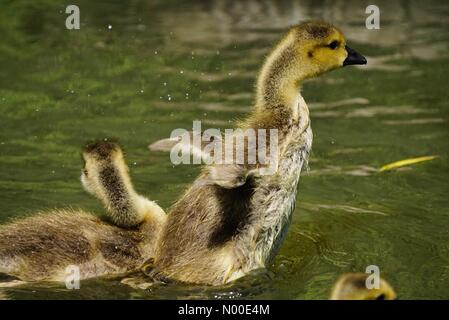 Godalming, Regno Unito. 22 Maggio, 2017. Regno Unito: Meteo Goslings il raffreddamento in Godalming. Prato vicino, Godalming. 22 maggio 2017. Bella caldo e soleggiato in tutta la casa le contee di oggi. Canada goslings il raffreddamento in Godalming. Credito: jamesjagger / StockimoNews/Alamy Live News Foto Stock