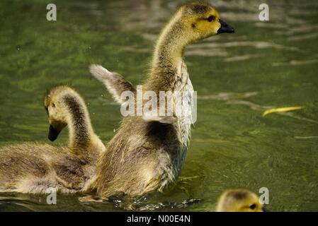 Godalming, Regno Unito. 22 Maggio, 2017. Regno Unito: Meteo Goslings il raffreddamento in Godalming. Prato vicino, Godalming. 22 maggio 2017. Bella caldo e soleggiato in tutta la casa le contee di oggi. Canada goslings il raffreddamento in Godalming. Credito: jamesjagger / StockimoNews/Alamy Live News Foto Stock