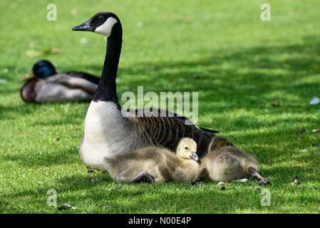 Godalming, Regno Unito. 22 Maggio, 2017. Regno Unito: Meteo Goslings il raffreddamento in Godalming. Prato vicino, Godalming. 22 maggio 2017. Bella caldo e soleggiato in tutta la casa le contee di oggi. Canada goslings il raffreddamento in Godalming. Credito: jamesjagger / StockimoNews/Alamy Live News Foto Stock