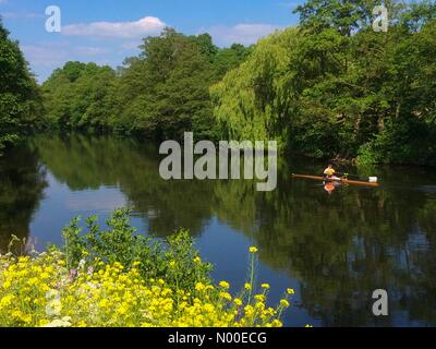 Derby, Regno Unito. 25 Maggio, 2017. Regno Unito Meteo. Vogatore godendo di un caldo pomeriggio sul fiume Derwent a Darley Abbey nel Derby dove temperature hit intorno a 23 gradi centigradi. Credito: Robert Morris/StockimoNews/Alamy Live News Foto Stock