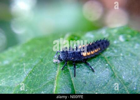 Regno Unito Meteo, insetti in Leeds. Con un altro giorno caldo e soleggiato abbondanza di insetti circa. Coccinelle poteva essere visto in tutte le fasi dall'inizio di larva di adulto. Preso il 26 giugno 2017 a Leeds, Yorkshire. Foto Stock