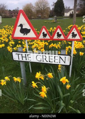 Tholthorpe, York, Regno Unito. 06 apr, 2018. Regno Unito Meteo: narcisi in fiore Tholthorpe. Il bel tempo per anatre nel North Yorkshire Credito: PennPix/Matt Pennington/StockimoNews/Alamy Live News Foto Stock