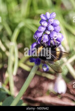 Regno Unito: meteo soleggiate di Godalming. Il Burys, Godalming. Il 6 aprile 2018. Il giorno più caldo dell'anno finora per la Home Counties. Un calabrone nettare di raccolta a Godalming, Surrey. Credito: jamesjagger/StockimoNews/Alamy Live News Foto Stock