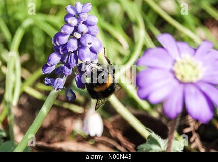 Regno Unito: meteo soleggiate di Godalming. Il Burys, Godalming. Il 6 aprile 2018. Il giorno più caldo dell'anno finora per la Home Counties. Un calabrone nettare di raccolta a Godalming, Surrey. Credito: jamesjagger/StockimoNews/Alamy Live News Foto Stock