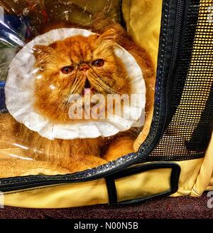 Waukesha, WI, Stati Uniti d'America, 7 aprile 2018, più i gatti che mostra a Waukesha Co. Expo Center per i gatti del Wisconsin CFA show, DianaJ/StockimoNews/Alamy Credito: Diana J./StockimoNews/Alamy Live News Foto Stock