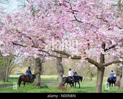 Horse piloti tra i fiori di ciliegio su Wimbledon Common sabato 14 aprile 2018. Londra ha goduto di un molto più caldo giorno dopo una piovosa e umida di Pasqua. Credito: Katie Collins/StockimoNews/Alamy Live News Foto Stock