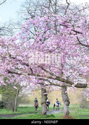 Horse piloti tra i fiori di ciliegio su Wimbledon Common sabato 14 aprile 2018. Londra ha goduto di un molto più caldo giorno dopo una piovosa e umida di Pasqua. Credito: Katie Collins/StockimoNews/Alamy Live News Foto Stock