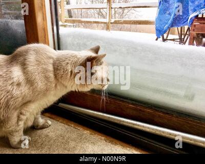 Tempesta di neve di primavera in Wisconsin, 15 aprile 2018, la neve e il ghiaccio rientrano in un freak tempesta di neve di primavera in Wisconsin, che colpiscono le case e la natura, DianaJ/StockimoNews/Alamy Foto Stock