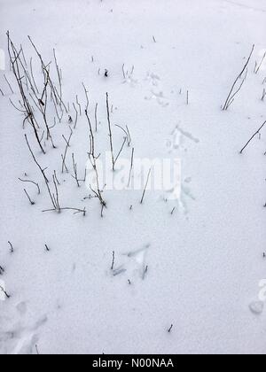 Tempesta di neve di primavera in Wisconsin, 15 aprile 2018, la neve e il ghiaccio rientrano in un freak tempesta di neve di primavera in Wisconsin, che colpiscono le case e la natura, DianaJ/StockimoNews/Alamy Foto Stock