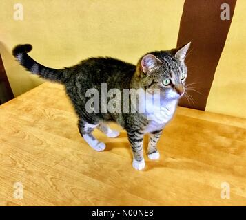 Cat Cafe combatte per sopravvivere, Madison, WI, Stati Uniti d'America, 20 aprile 2018, con Monroe Street costruzione danneggiando il business, Cat Cafe Mad invitando il pubblico a tenere il gatto haven viva, DianaJ/StockimoNews/Alamy Foto Stock