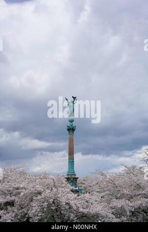 Fiori Ciliegio circondano la statua della Vittoria di Ferdinando Edvard anello sulla parte superiore della colonna commemorativa dedicata a Ivar Huitfeldt a Copenhagen, in Danimarca. Il 26 aprile 2018 Foto Stock