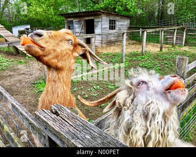 Wisconsin Meteo: Dopo le piogge di primavera, animali e fiori prosperare, 14 maggio 2018, Southeastern WI, Stati Uniti d'America, animali da fattoria brave il fango come i fiori sbocciano, DianaJ/StockimoNews/Alamy Credito: Diana J./StockimoNews/Alamy Live News Foto Stock