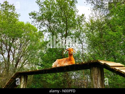 Wisconsin Meteo: Dopo le piogge di primavera, animali e fiori prosperare, 14 maggio 2018, Southeastern WI, Stati Uniti d'America, animali da fattoria brave il fango come i fiori sbocciano, DianaJ/StockimoNews/Alamy Credito: Diana J./StockimoNews/Alamy Live News Foto Stock