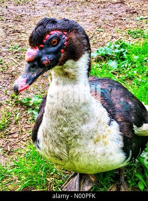 Wisconsin Meteo: Dopo le piogge di primavera, animali e fiori prosperare, 14 maggio 2018, Southeastern WI, Stati Uniti d'America, animali da fattoria brave il fango come i fiori sbocciano, DianaJ/StockimoNews/Alamy Credito: Diana J./StockimoNews/Alamy Live News Foto Stock